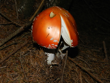 ritrovamenti 11 ottobre